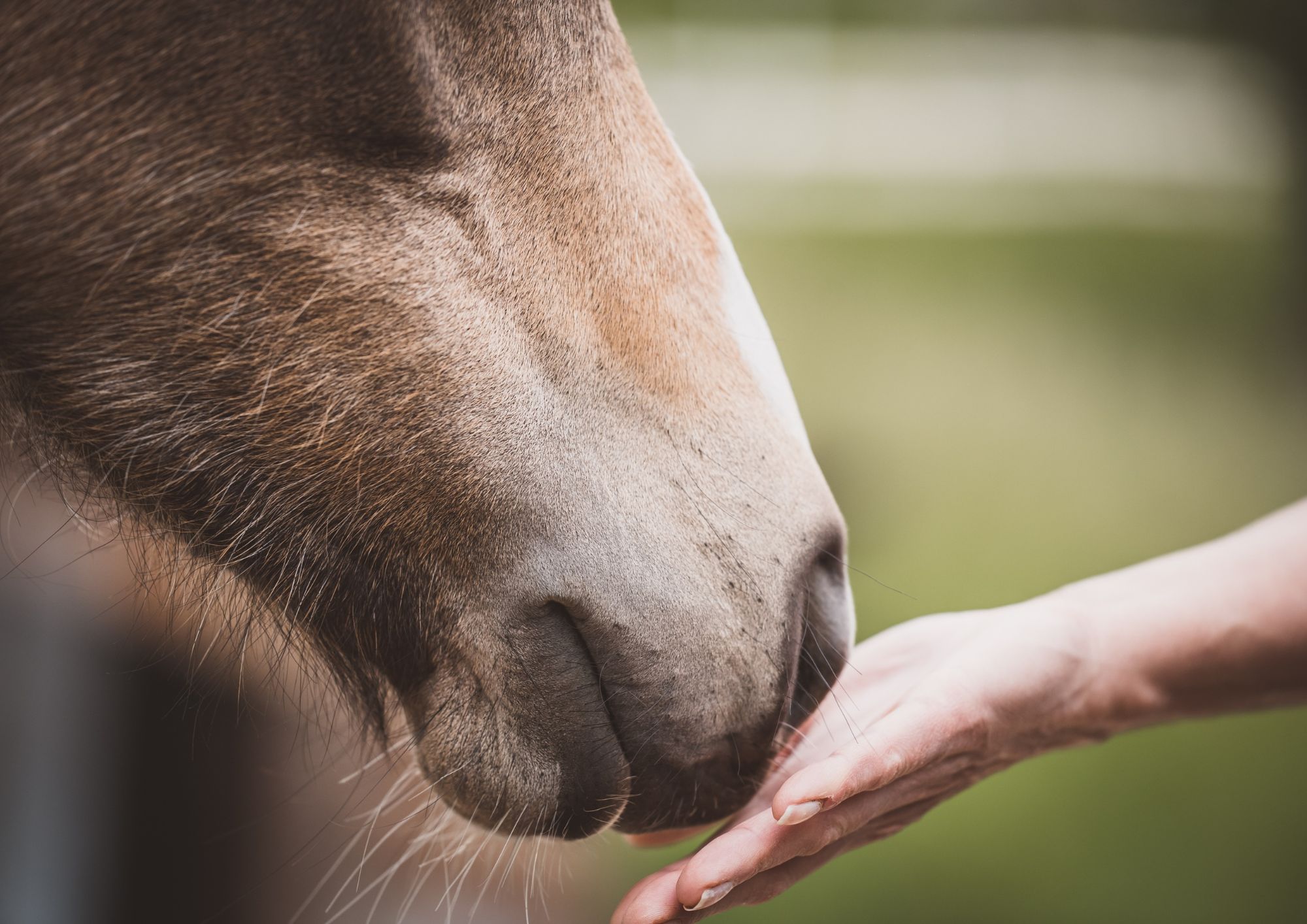 Ponyreiten