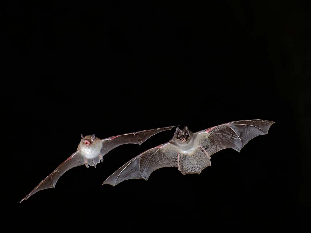 Fledermaus Safari